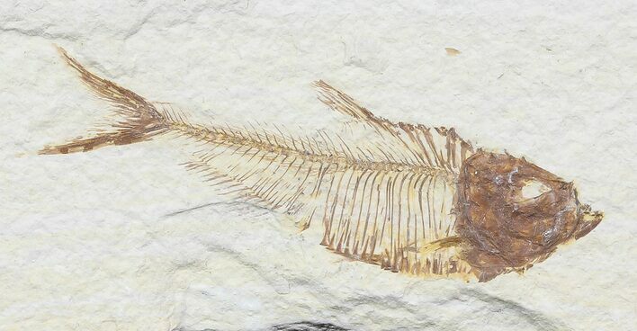 Bargain, Diplomystus Fossil Fish - Wyoming #67951